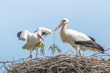 störche mit zweig
