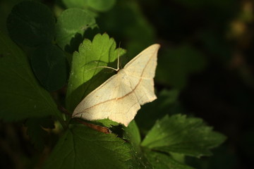 Timandre aim&eacute;e --- Talisman (Timandra comae)