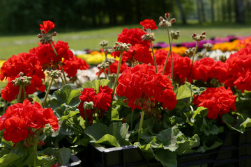 Pelargonium, red geranium. Garden plants. Summer flowers.