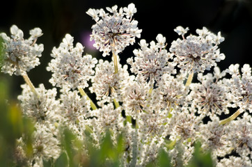 Wild Flowers Close Up, with blurry Background