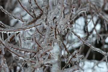 ice covered limbs