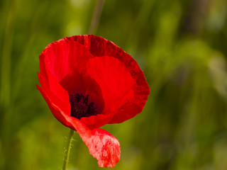 Red poppy on green field in springtime