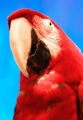 parrot bright red with a white spot and yellow beak sits and stares at зритля against the bright blue sky