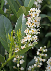 Blühender Kirschlorbeer, Prunus laurocerasus