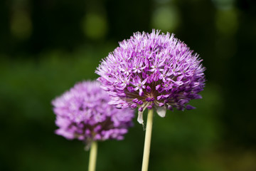 Purple flowers of garlic on a dark   background