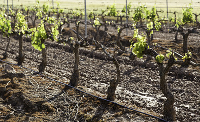 Vineyards