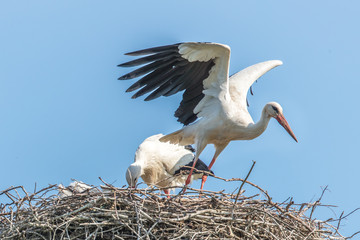 storch beim abflug