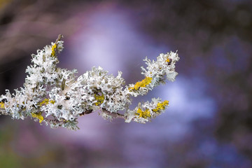 Branch Covered with Lichens in a Blurry Background