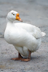 white goose with a bright orange beak and pure white feathers blue eyes on the background of country landscape