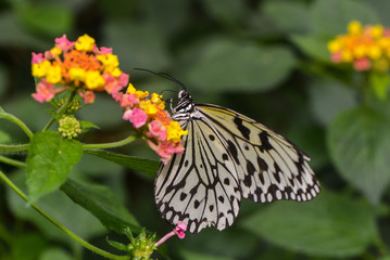 Weiße Baumnymphe saugt Nektar an einer Blüte