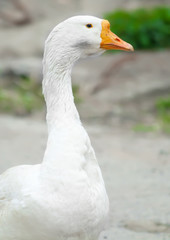 white goose with a bright orange beak and pure white feathers blue eyes on the background of country landscape