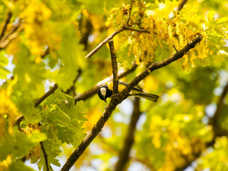 Parus major - Great tit on an oak branch in springtime