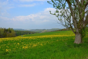 Löwenzahnwiesen in Hügellandschaft