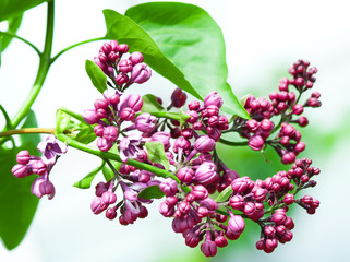 lilac branch purple lilac with lots of buds of flowers with bright green leaves in early spring isolated on white background