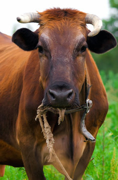 cow red stands on the background  smart dark eyes threatened with beautiful horns with soft, rough coat and large nostrils against the background of green rural landscape with lush grass
