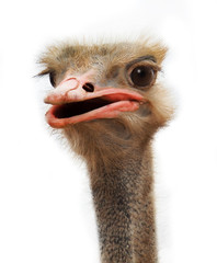ostrich young with a long neck watching intently large beautiful eyes with bright, strong beak and gray feathers on a white background