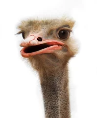 Poster ostrich young with a long neck watching intently large beautiful eyes with bright, strong beak and gray feathers on a white background © Unive