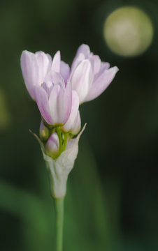 Wild Garlic Plant flowers against a background with full moon