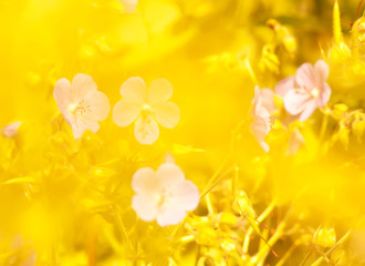 yellow gold abstract natural background of grass and flowers in full bloom taking all the space image