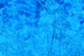 blue abstract natural background of grass and flowers in full bloom taking all the space image