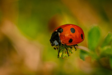 ladybug