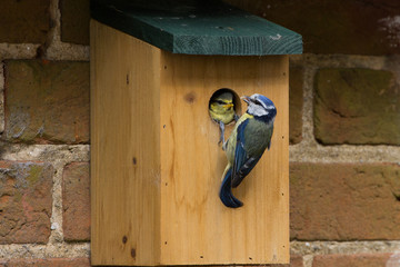 Obraz premium Juvenile Blue Tit (Cyanistes Caerules) fledging from nest box