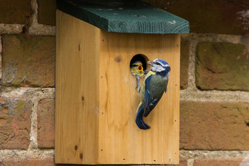 Obraz premium Juvenile Blue Tit (Cyanistes Caerules) fledging from nest box