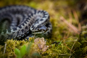 Common European Viper