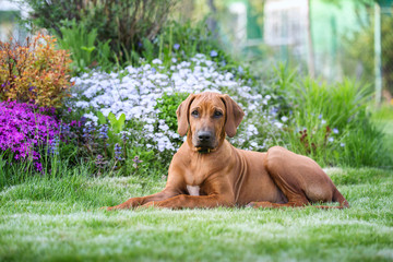 Beautiful rhodesian ridgeback puppy on a nature background.