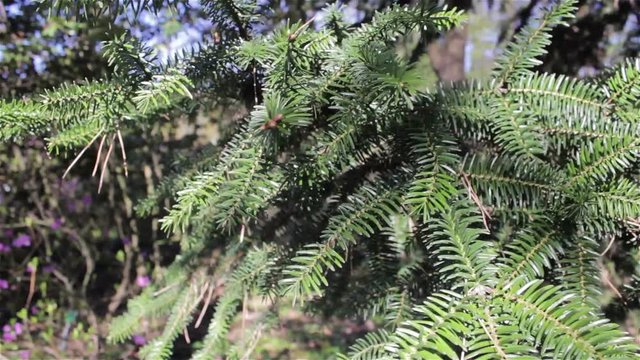 fir tree/wind shaking fir branch in the forest