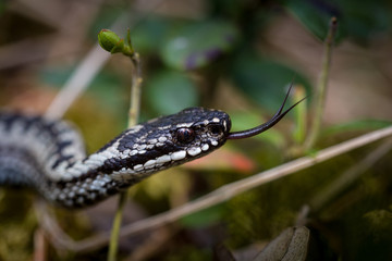 Common European Viper