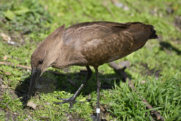Hamerkop scopus umbretta bird in sunlight in Spring on riverbank