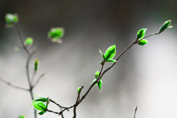 leaves green fresh spring young on a young branch of a tree in the early spring