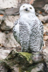 snowy owl sits with his back to the viewer turning his head and looks great yellow eyes wide
