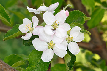 Flowers on the branches of an apple tree. Blooming orchard.