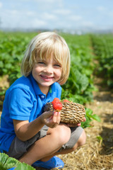 Smiling little boy  holding strawberries on berry farm in summer