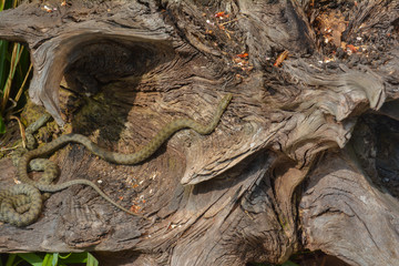 Würfelnatter auf einem Baumstamm