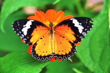 Schöner Schmetterling sitzt auf einer Blume