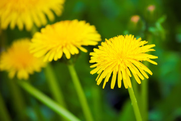 three dandelions on field of yellow dandelions a blindingly bright color on the background of emerald green spring grass clear Sunny day
