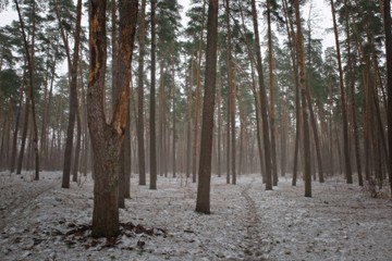 Forest path in early spring.