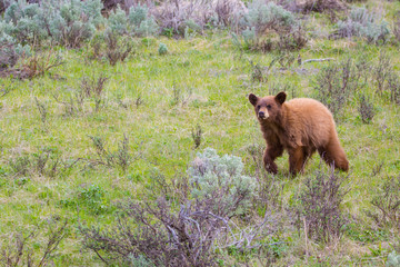 Cinnamon colored Black Bear cub running through a meadow of green grass and sage brush in the summertime