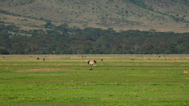 Пара белых носорогов в кратере Нгоронгоро. Путешествие по африканской саванне. Танзания.