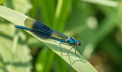 prachtlibelle