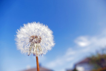 Obraz premium Taraxacum Pusteblume Blüte Pollen Löwenzahn