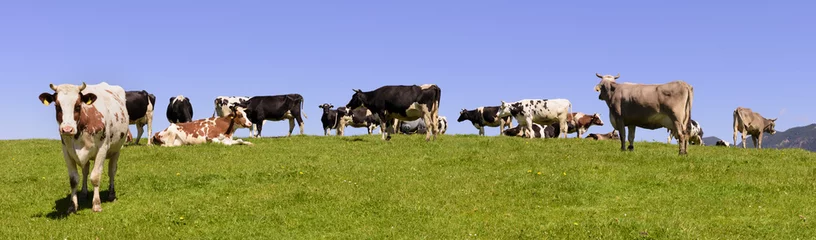Papier Peint photo autocollant Vache Vaches et troupeau de bovins au pâturage