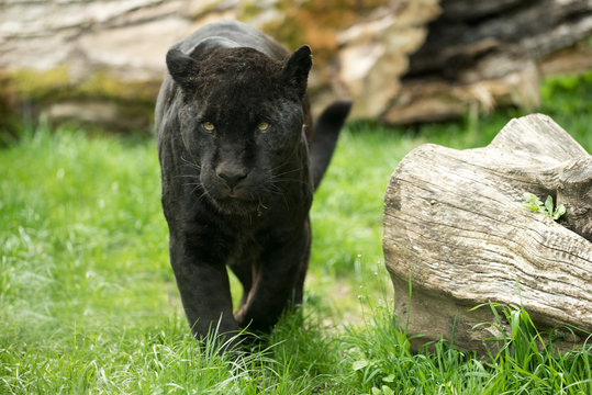 Schwarzer panther hd