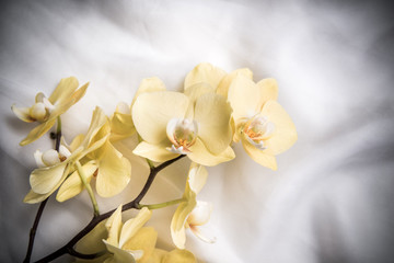 Naklejka na ściany i meble The branch of yellow orchids on white fabric background