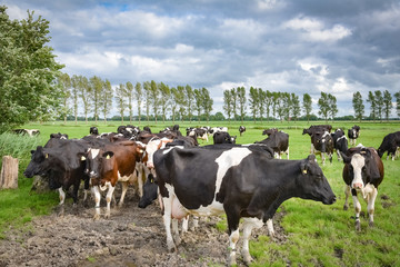 Melkzeit - Kuhherde auf dem Weg zum Stall