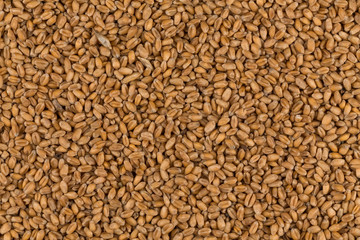 Fototapeta premium whole background of wheat grain