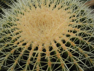 Großer runder Kaktus